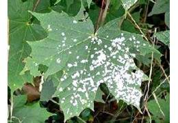 Oidio (o Mal bianco): come evitare che questa polvere bianca attacchi le nostre colture?